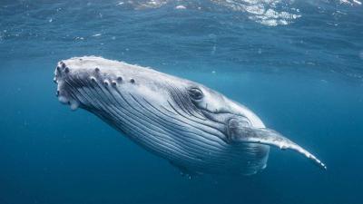 Điềm báo xấu có xảy đến khi bạn nằm mơ thấy cá voi?