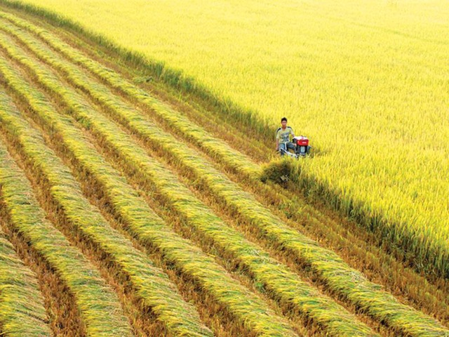 Trách nhiệm bảo vệ và phát triển đất trồng lúa